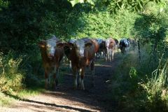 Tier Tiere Animal Animals Wildtier Wildtiere Tierwelt Wildlife Naturfotograf Gerhard Kehr