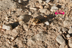 Tier Tiere Animal Animals Wildtier Wildtiere Tierwelt Wildlife Naturfotograf Gerhard Kehr