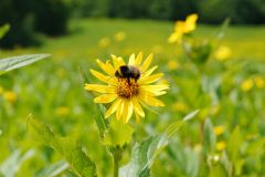 Tier Tiere Animal Animals Wildtier Wildtiere Tierwelt Wildlife Naturfotograf Gerhard Kehr