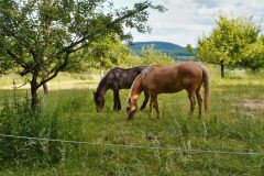 Tier Tiere Animal Animals Wildtier Wildtiere Tierwelt Wildlife Naturfotograf Gerhard Kehr