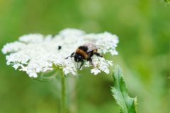 Tier Tiere Animal Animals Wildtier Wildtiere Tierwelt Wildlife Naturfotograf Gerhard Kehr