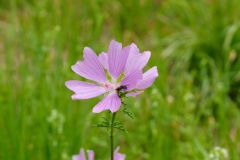 Tier Tiere Animal Animals Wildtier Wildtiere Tierwelt Wildlife Naturfotograf Gerhard Kehr