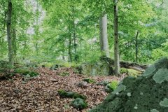 Baum Bäume Tree Trees Wald Wälder Forest Forests Naturfotograf Gerhard Kehr
