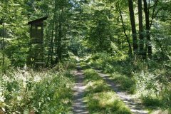 Baum Bäume Tree Trees Wald Wälder Forest Forests Naturfotograf Gerhard Kehr