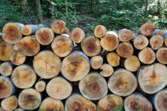 Baum Bäume Tree Trees Wald Wälder Forest Forests Naturfotograf Gerhard Kehr