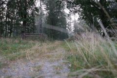 Baum Bäume Tree Trees Wald Wälder Forest Forests Naturfotograf Gerhard Kehr