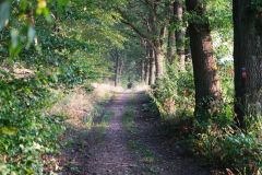 Baum Bäume Tree Trees Wald Wälder Forest Forests Naturfotograf Gerhard Kehr