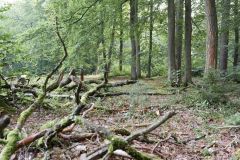 Baum Bäume Tree Trees Wald Wälder Forest Forests Naturfotograf Gerhard Kehr